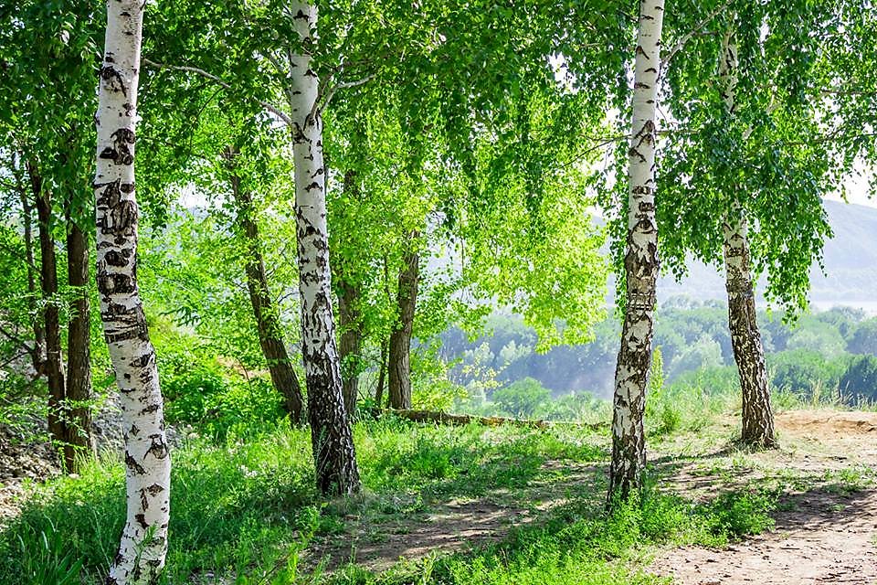 Фото с березами красивые