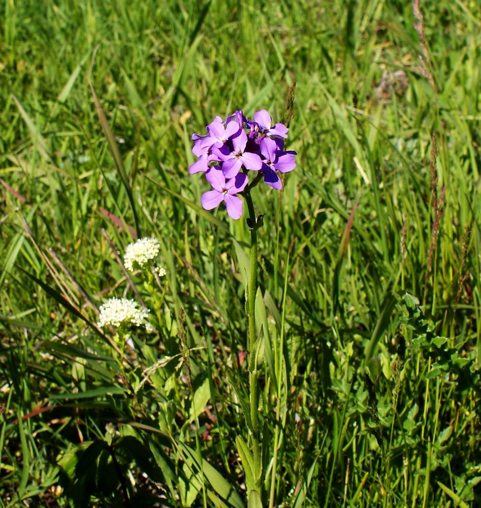 Hesperis sibirica l