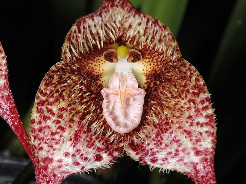 Орхидея балерина Caladenia melanema