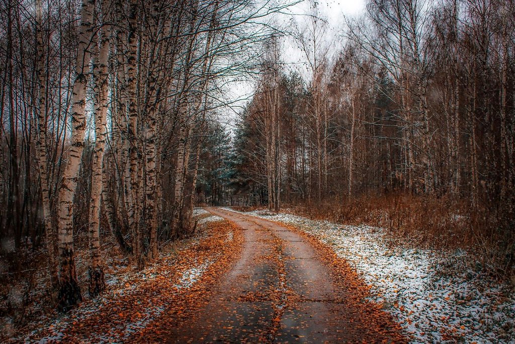 Поздно осенью в лесу. Поздняя осень. Лес поздней осенью. Поздняя осень фото. Поздняя осень в лесу.